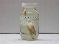 藏品(擬短角單棘魨)的圖片